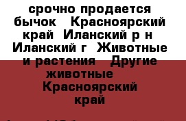 срочно продается бычок - Красноярский край, Иланский р-н, Иланский г. Животные и растения » Другие животные   . Красноярский край